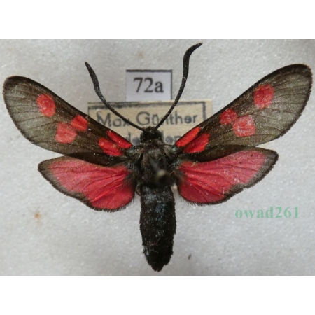 Zygaena lonicerae (Scheven, 1777) Holand72a